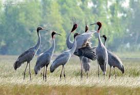 attraction-Bird At Ang Tra Peang Thmar.jpg
